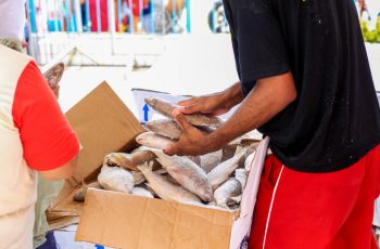 Prefeitura do Paudalho entrega peixe para cerca de 10 mil famílias